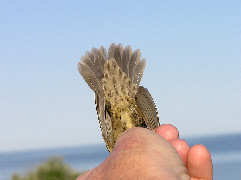 Common Grasshopper Warbler, Sundre 20080731